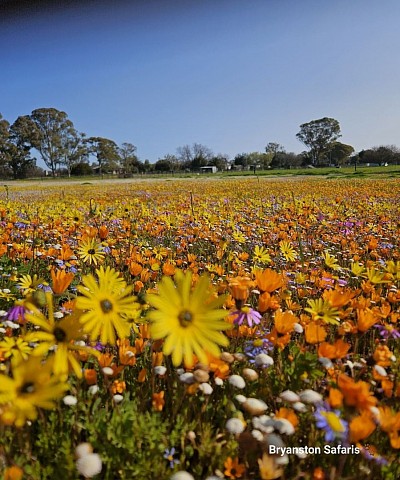 5 Day tour to Namaqualand - R9950