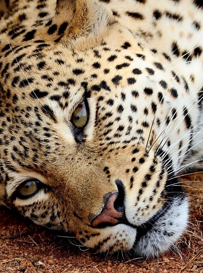 4 Day tour to Mabalingwe.