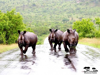 5 Day tour to Kruger National Park