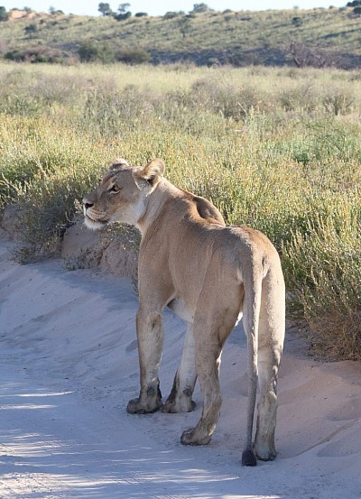 5 Day  tour to the Kgalagadi