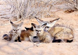 Kgalagadi