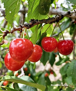 Cherry Festival