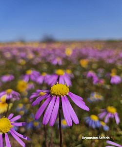 Namaqualand