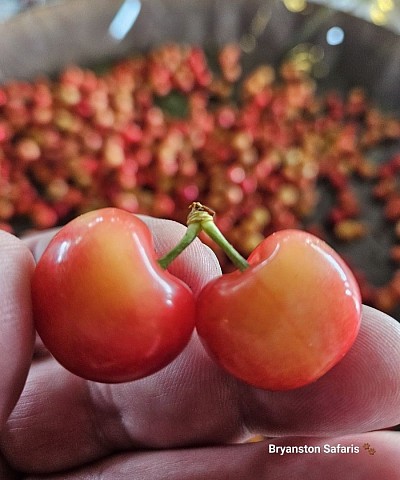 4 Day tour to the Cherry Festival