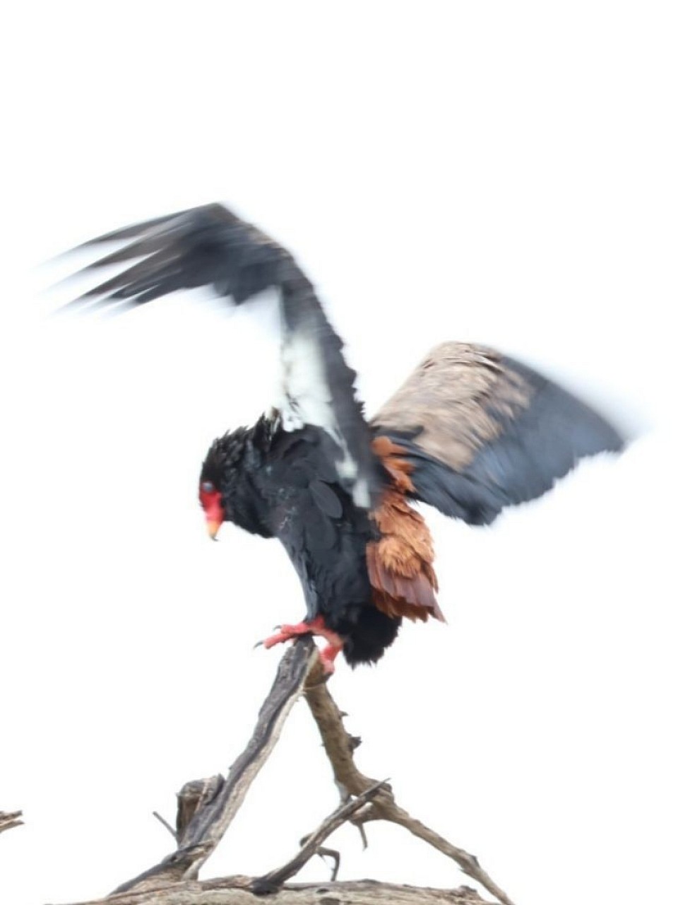 Bateleur