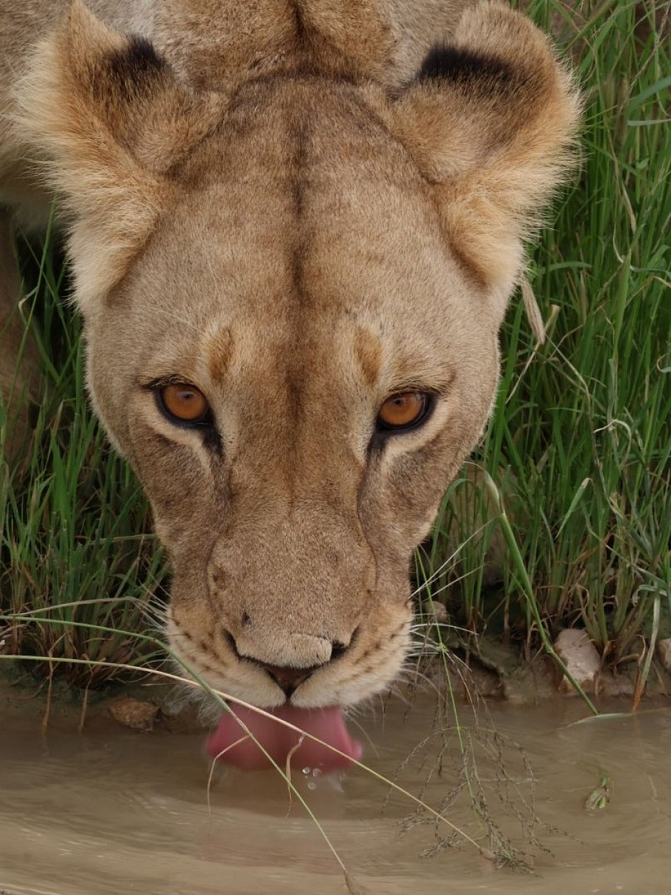 Lion drinking water