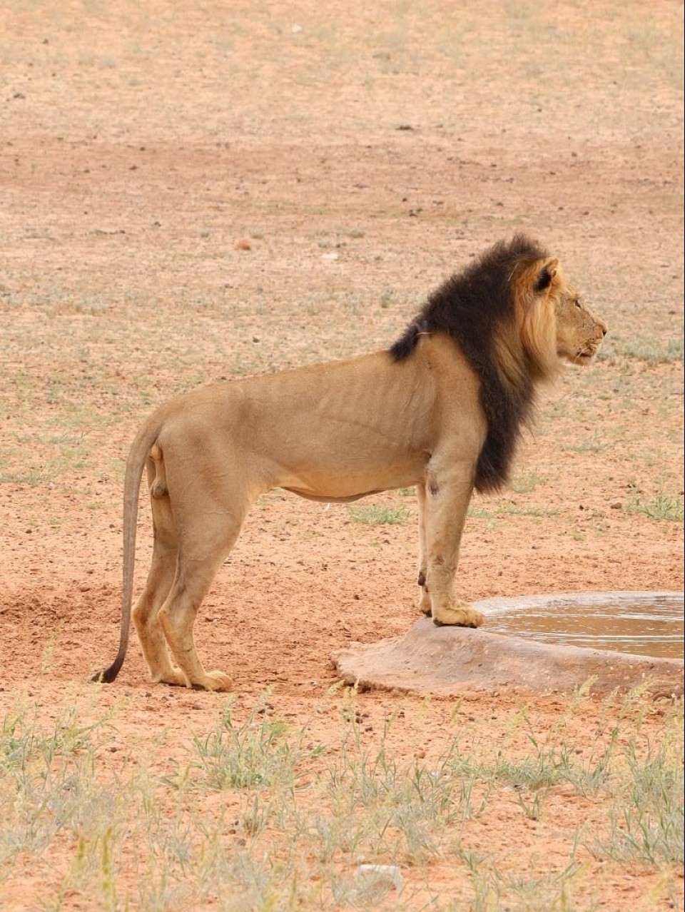 Kalahari Lion