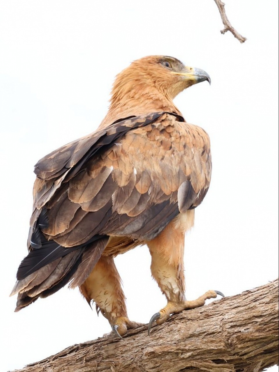 Tawny eagle
