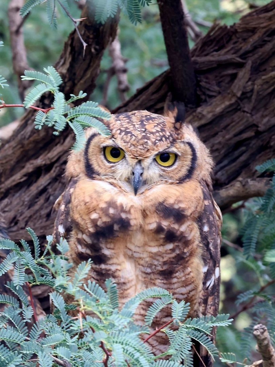 Cape eagle-owl