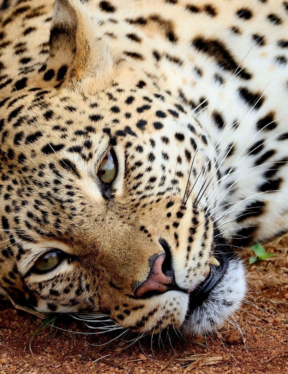 Leopard